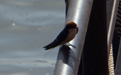 Hirundo smithii