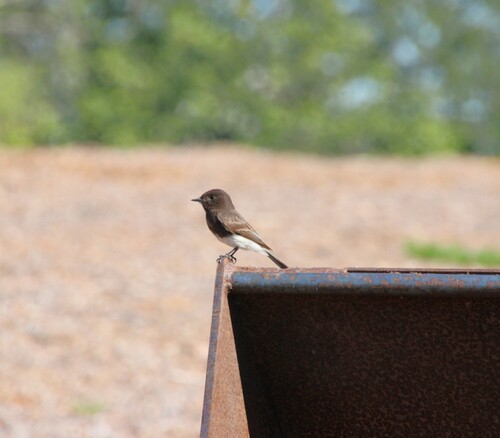 iNaturalist observation photo of Black Phoebe