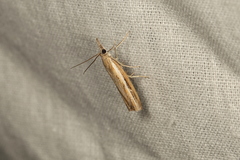 Ptochostola microphaeellus