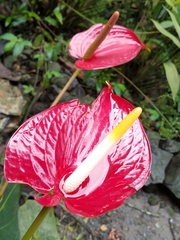 Anthurium andraeanum