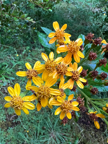 Senecio otites, 2026-03-14