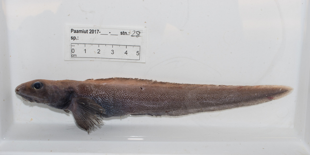 Paamiut eelpout (Lycodes paamiuti) — Zoarcidae