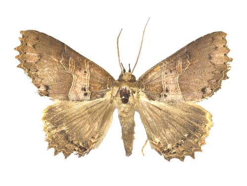 Prionoptera aexonia