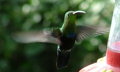 Eulampis holosericeus