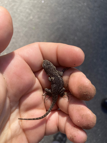 iNaturalist observation photo of Western Fence Lizard