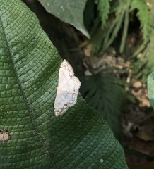 Scopula propinquaria