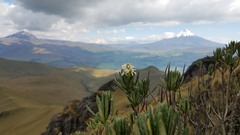 Linochilus rupestris