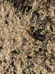 Paruroctonus maritimus