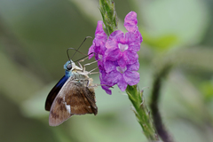 Astraptes