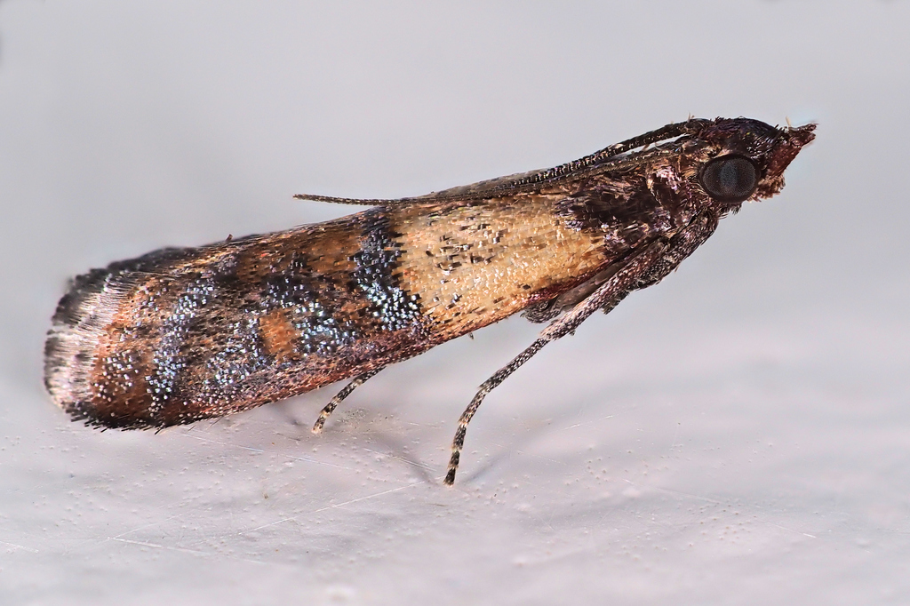 Indian meal moth (Plodia interpunctella)