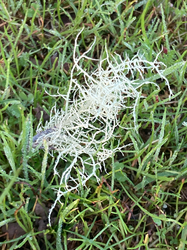 iNaturalist observation photo of beard lichens