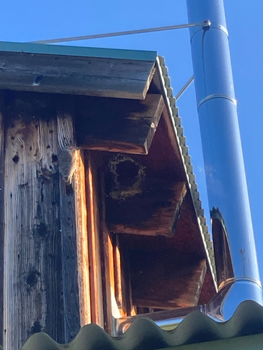 iNaturalist observation photo of Northern Flicker