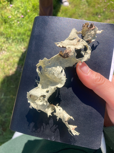 iNaturalist observation photo of Shield Lichens, Sunburst Lichens, Rosette Lichens, and Allies