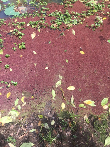 Azolla filiculoides observed 2020-02-15