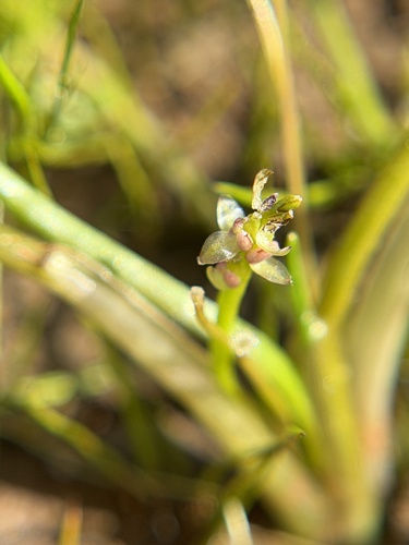 flowering-quillwort (Triglochin scilloides)