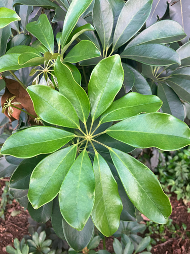 Heptapleurum arboricola observed 2026-03-14