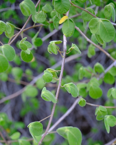 Commiphora mahafaliensis Capuron 3