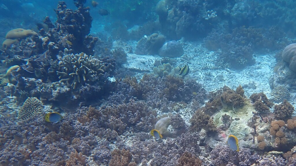 Spot-tail Butterfly Fish (Chaetodon ocellicaudus)