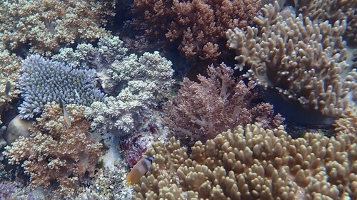 Blacklip Butterflyfish (Chaetodon kleinii)