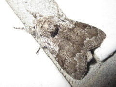 Calliteara argentata