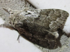 Calliteara argentata