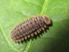 Aiolocaria hexaspilota