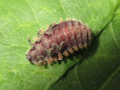 Aiolocaria hexaspilota