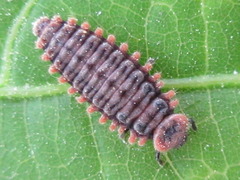 Aiolocaria hexaspilota