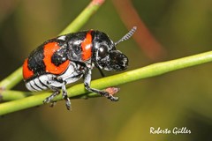 Megalostomis lacordairei