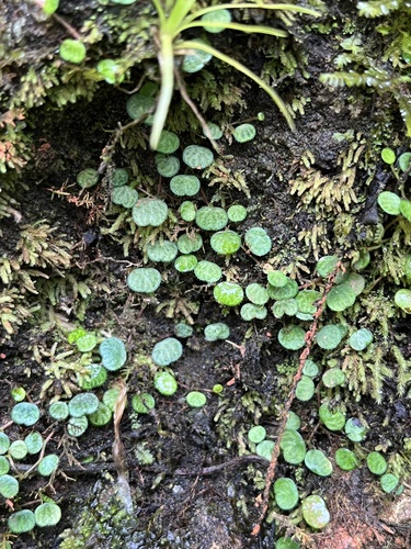 Peperomia emarginella