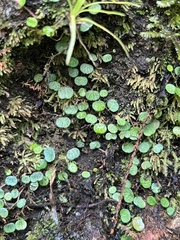 Peperomia emarginella, photograph author not stated, no rights reserved