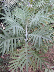 Bocconia arborea