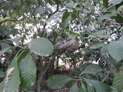 Tabernaemontana tomentosa