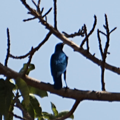 Lamprotornis chalybaeus