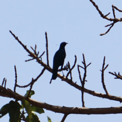 Lamprotornis chalybaeus