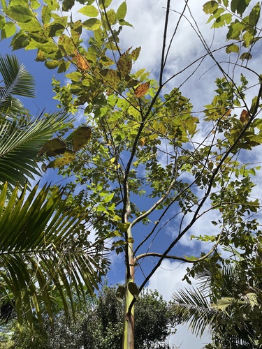 Rainbow Gum (Eucalyptus deglupta)