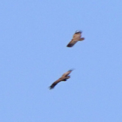 Necrosyrtes monachus