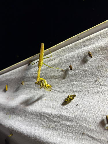 Plistospilota maxima