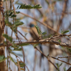 Uraeginthus bengalus