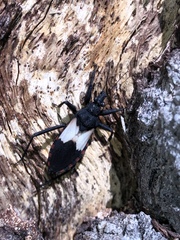 Microtomus luctuosus