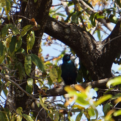 Lamprotornis chalybaeus