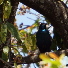 Lamprotornis chalybaeus