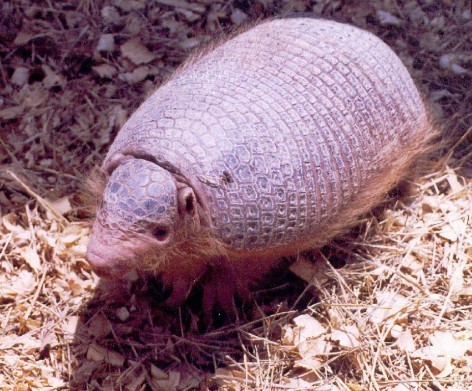 Chacoan Naked-Tailed Armadillo