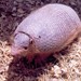 Chacoan Naked-tailed Armadillo - Photo (c) 
Julio Monguillot. Cabassous chacoensis 1996., some rights reserved (CC BY-SA)