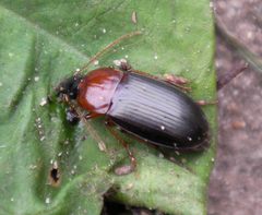 Calathus melanocephalus