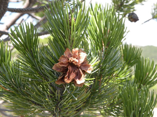 Johann's pinyon (Pinus johannis)