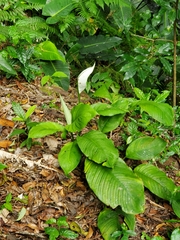 Spathiphyllum wallisii