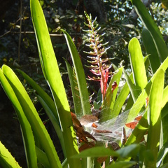 Aechmea bracteata pacifica
