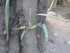 Prosthechea pterocarpa