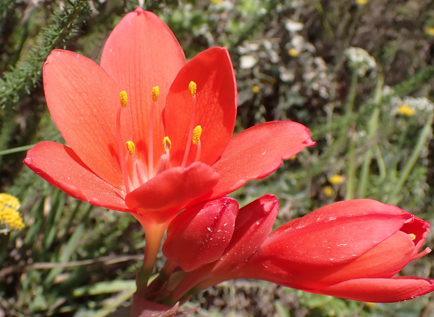 Scarborough Lily (Cyrtanthus elatus)